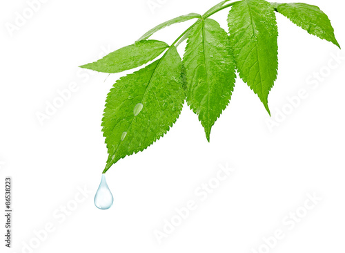 dew drop on a leaf the isolated