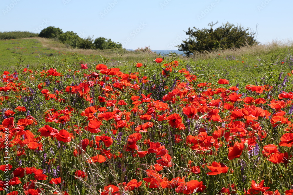 Mohnblumen am Wegesrand