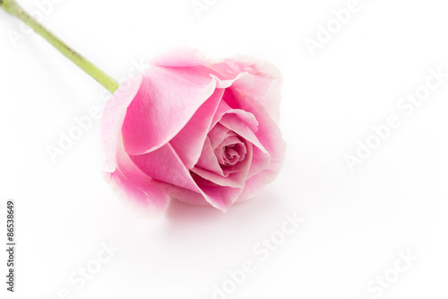 white and pink rose isolated on white background