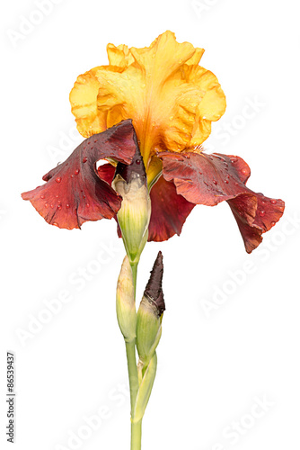 Fototapeta Naklejka Na Ścianę i Meble -  yellow and purple iris flower isolated on white background