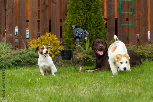 three dogs on the grass