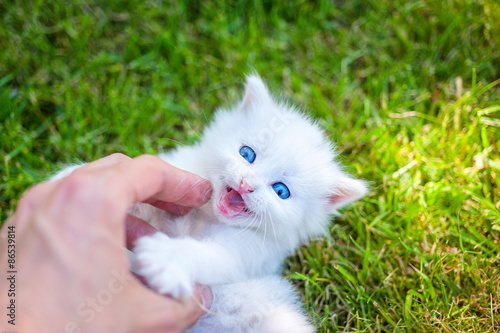 white kitten walking on the grass
