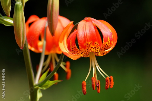 Fototapeta Naklejka Na Ścianę i Meble -  Orange martagon lily