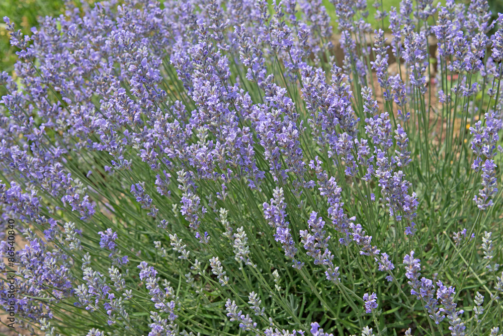 Obraz premium Echter Lavendel