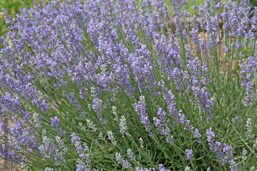 Echter Lavendel