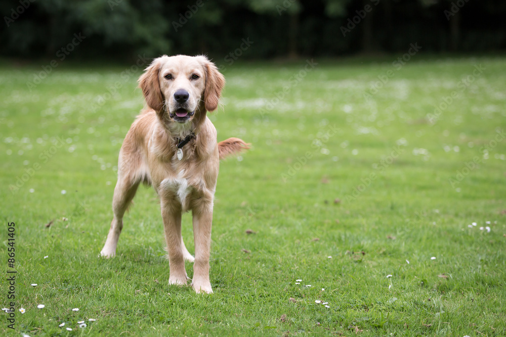 Golden Retriever Puppy Golden Retriever Puppy