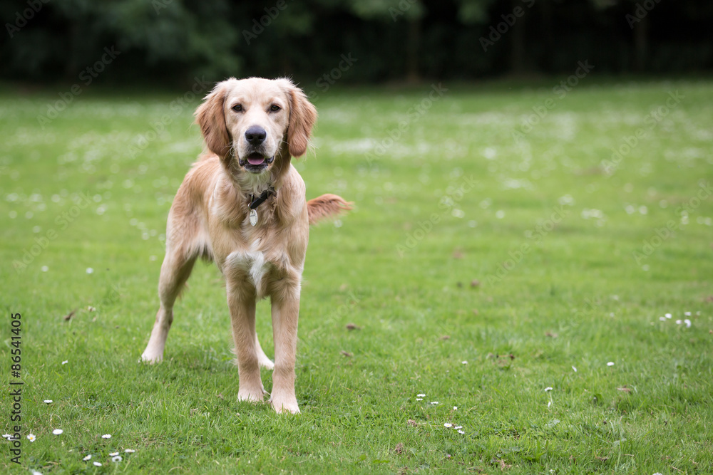 Golden Retriever Puppy