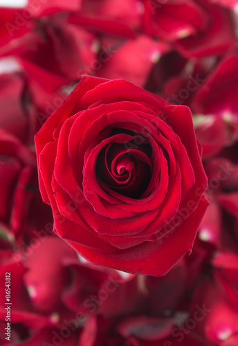 red rose with rose petal