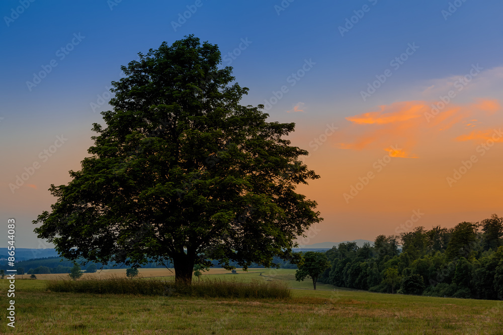 Fototapeta premium Baum im Sonnenuntergang