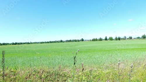 Slow flight over green field near forest in 4K