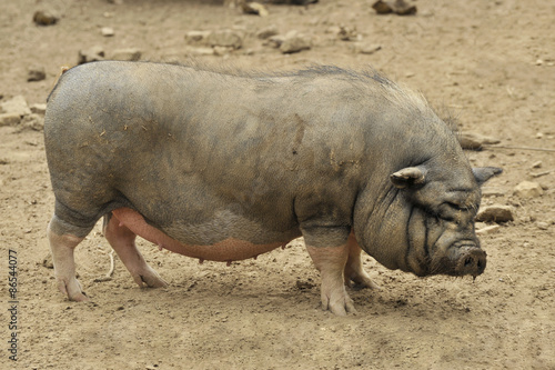 Une truie de cochon Vietnamien