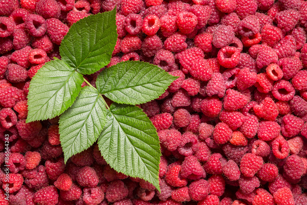 raspberry background with green leaf Stock Photo | Adobe Stock