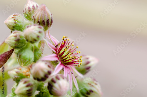 Blüte & Knospen photo