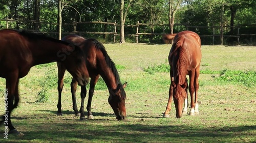 young English thoroughbred horses photo