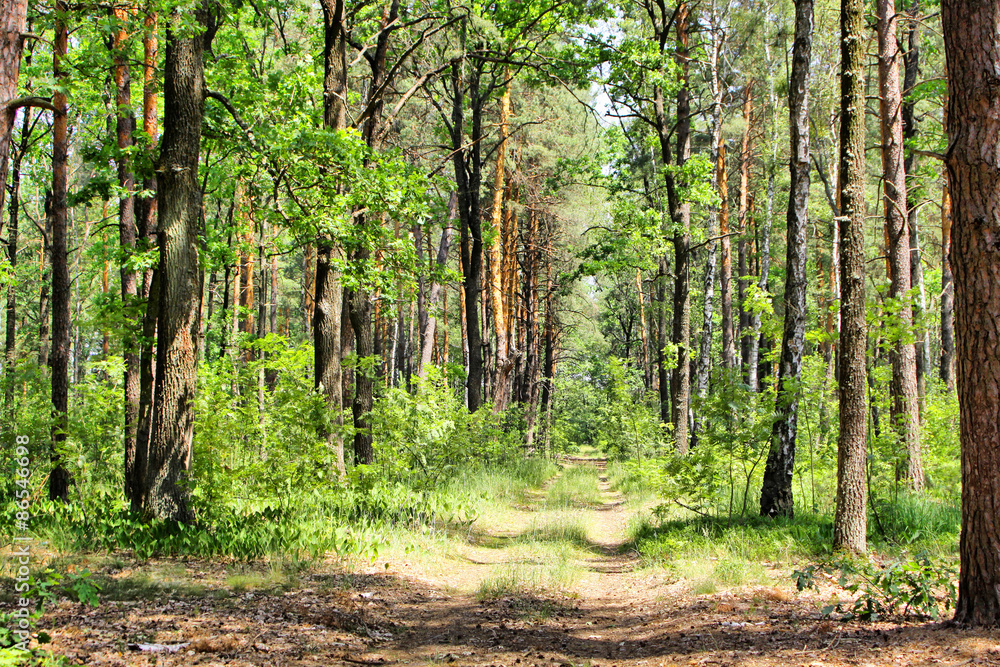 Summer mixed forest with walkway, green grass and trees Summer mixed forest with walkway, green grass and trees