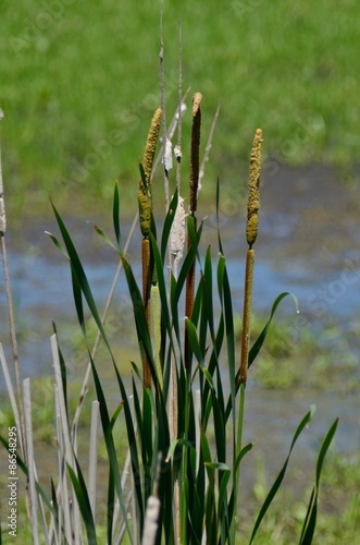 Reeds of cattails in Horicon Marsh