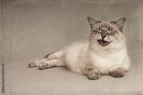 Ragdoll cat yawning