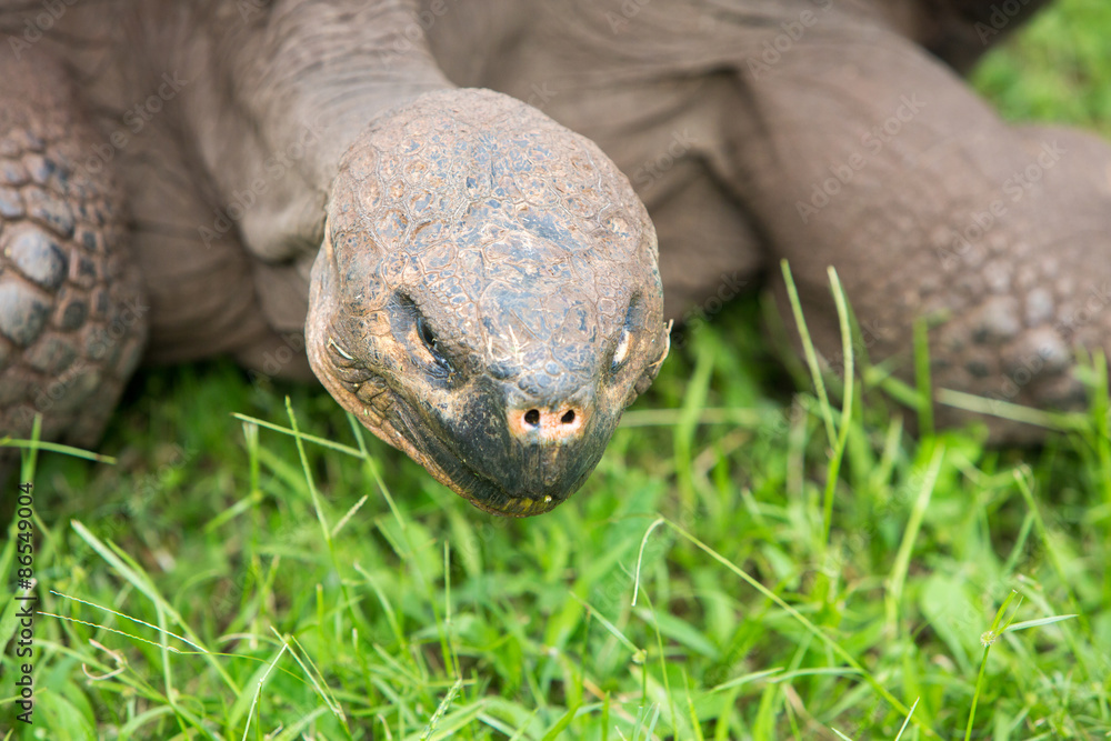 Obraz premium Giant Galapagos land turtle