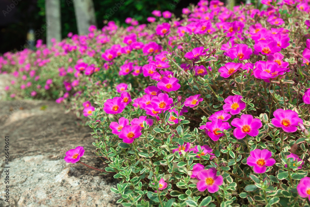 flower garden flower garden
