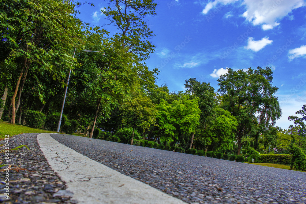 asphalt road and forest