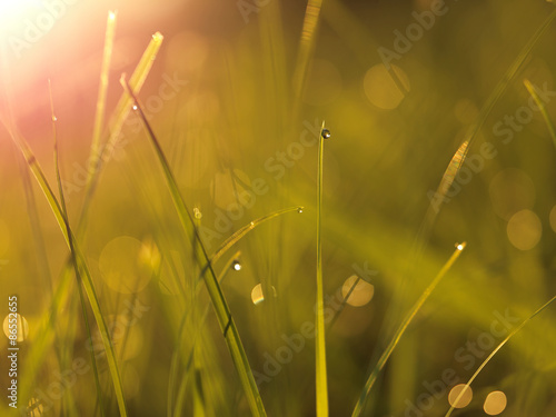 Fototapeta Naklejka Na Ścianę i Meble -  grass with dew drops