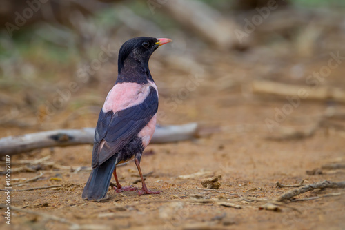 Back side close up of rare Rosy Starling 