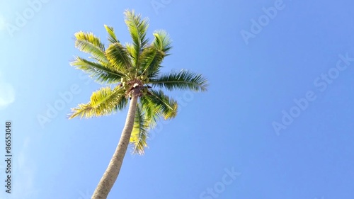 Coconut tree under blue sky with copyspace area, loop.