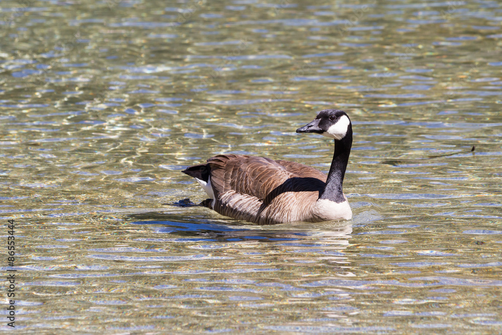 Obraz premium Canadian goose