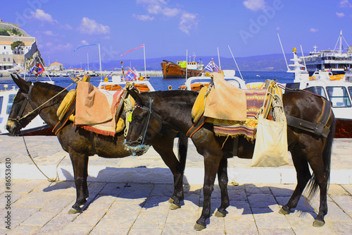 Mules on the island of Hydra, Greece