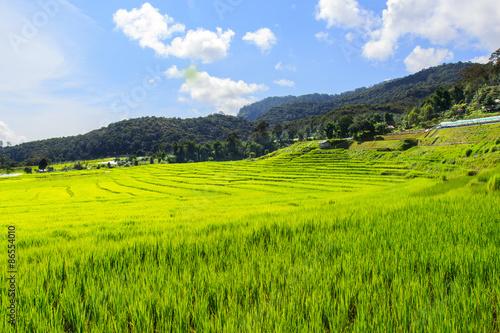 Green Terraced Rice Field in Mae Klang Luang   Mae Chaem  Chiang Mai  Thailand