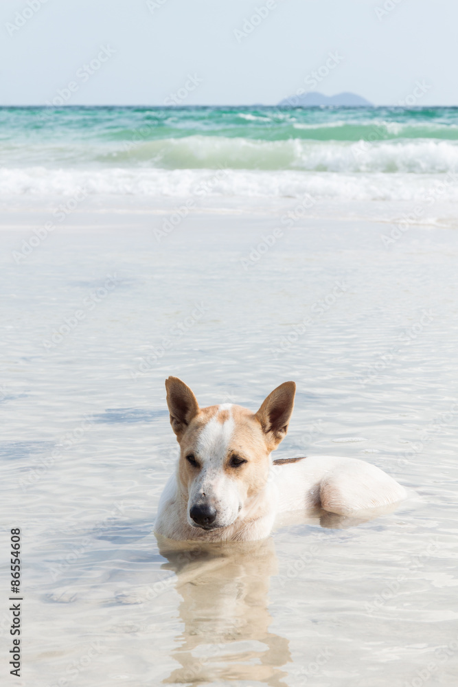 dog in  sea