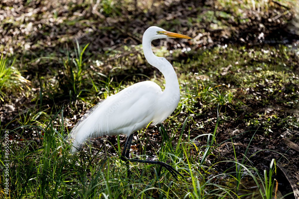 Great White Egret Great White Egret