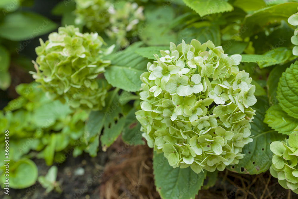Green Hydrangea flower background Green Hydrangea flower background