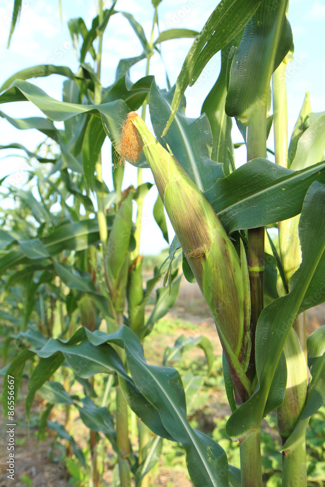 fresh corn fresh corn
