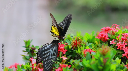 Butterflies are flying to suck nectar from flowers in red. And tease each other. photo