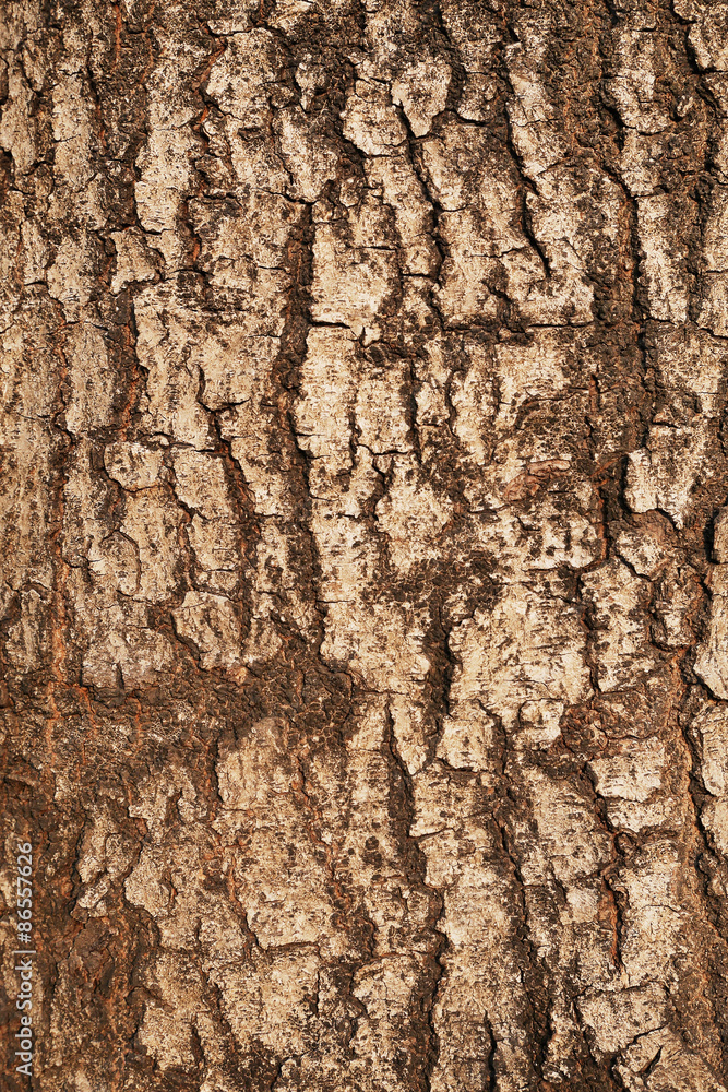 Obraz premium Tree bark texture,abstract background and texture