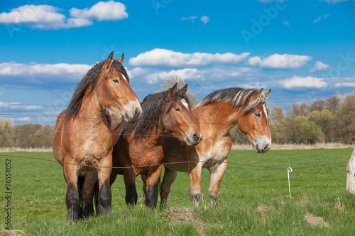Fototapeta Naklejka Na Ścianę i Meble -  drei junge Kaltblut Fohlen auf einer Koppel