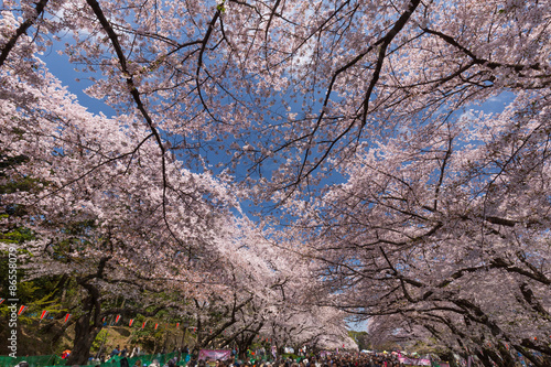Wallpaper Mural 上野公園の桜並木 Torontodigital.ca