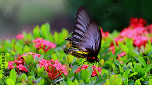 Butterflies are flying to suck nectar from flowers in red. And the nectar of flowers Ahmadinejad Gaysorn. photo