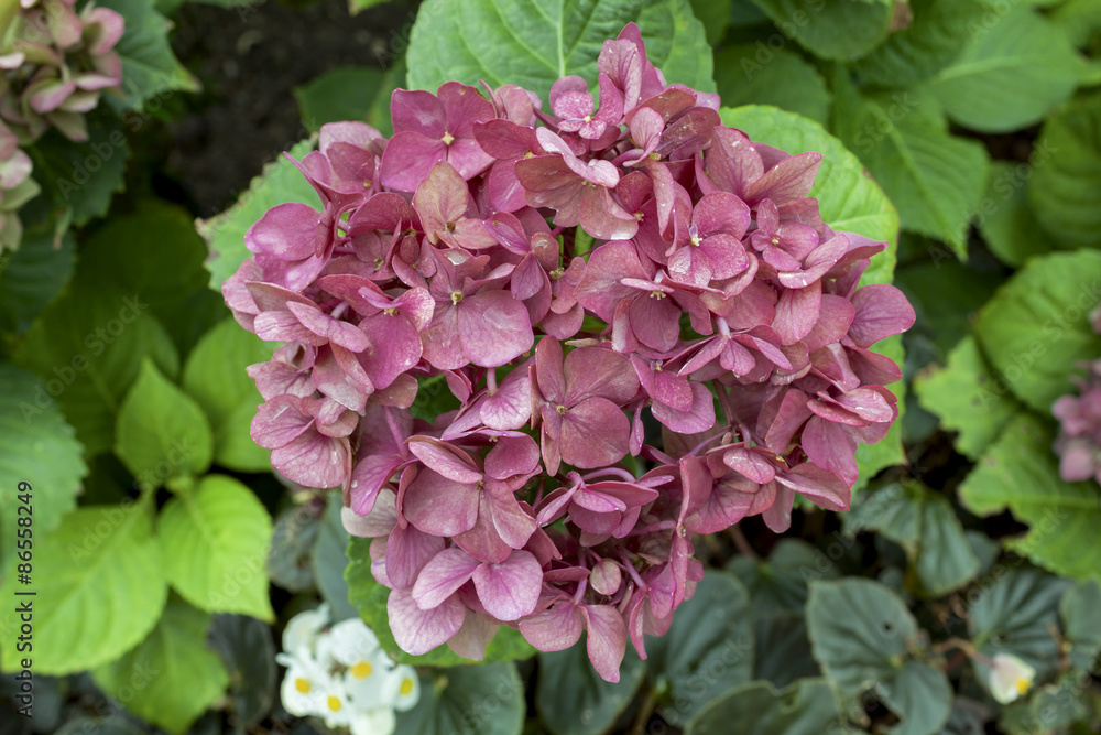 Red Hydrangea flower with green leaves background Red Hydrangea flower with green leaves background