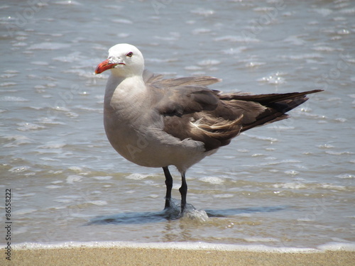 Pose de Gaviota