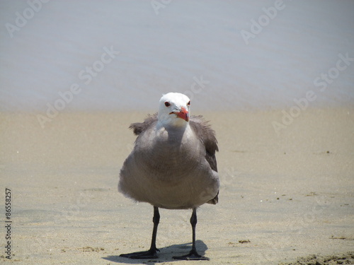 Gaviota posando
