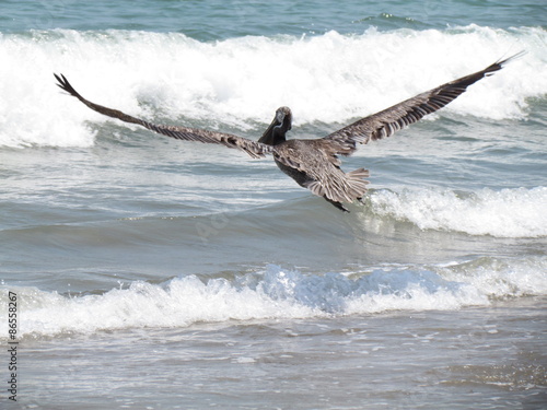 Emprendiendo el vuelo