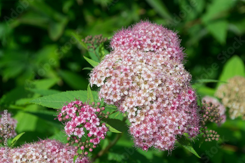 Spirea