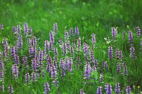 Fototapeta Naklejka Na Ścianę i Meble -  texture background blue flowers grass green