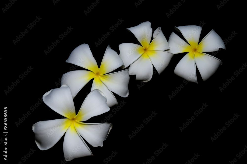 Fototapeta premium isolated fresh plumeria on black background