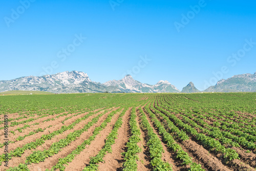 potato field