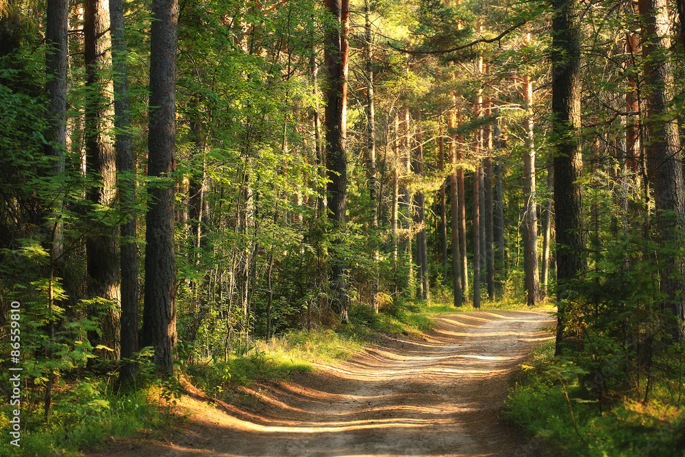 Obraz premium forest landscape in summer europe pine