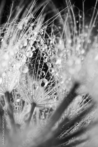 Fototapeta Naklejka Na Ścianę i Meble -  Close-up of dandelion with drops