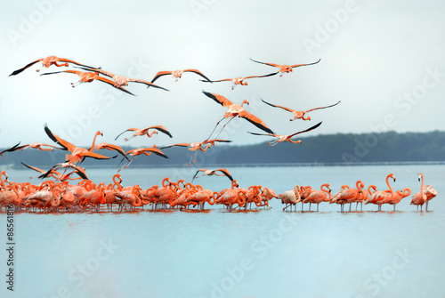 Greater Flamingos,phoenicopterus roseus, in flight
